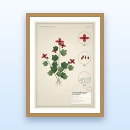 Gerahmte botanische Tafel von kristallgras.de